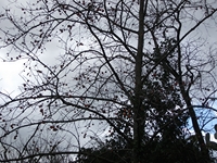 cantara gurneSorbus 23122011 090